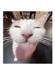 NPH˯ǰ��һ��